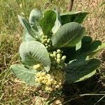 Asclepias latifolia ᱛᱟᱦᱮᱸ