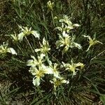 Iris macrosiphon Habitus