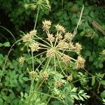 Oenanthe crocata Fruit