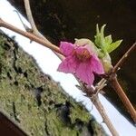 Rubus spectabilis Floro
