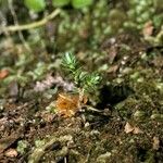 Fitzroya cupressoides Yeri