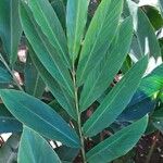 Alpinia purpurata Blatt