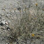 Bebbia juncea Natur