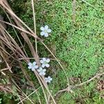 Arenaria balearica Flor