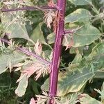 Artemisia annua Rinde