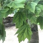 Acer pectinatum