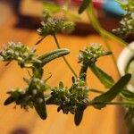 Valerianella eriocarpa Likasa