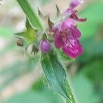 Stachys sylvatica Blomst