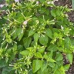 Mirabilis jalapaLeaf