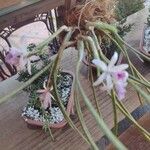 Cattleya lundii Flower