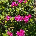 Rhododendron ferrugineum Virág