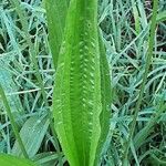 Plantago argentea Likasa