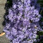Campanula garganica Hábito