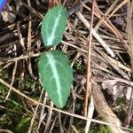Chimaphila maculata Hoja