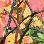 Vaccinium corymbosum Bark