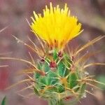 Centaurea melitensis Blüte