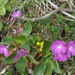 Primula spectabilis Flor