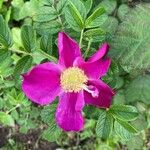 Rosa rugosa Kvet