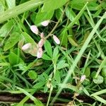 Desmodium paniculatum 花