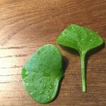 Claytonia rubra Blatt