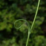 Bupleurum ranunculoides Leaf
