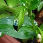 Commelina communis Cvet