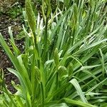 Camassia leichtlinii Leaf