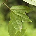 Baphia pubescens Φύλλο