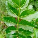 Harrisonia abyssinica Leaf