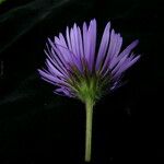 Erigeron multiradiatus Flower