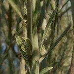 Prunus scoparia Hoja