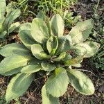 Solidago speciosa Blatt