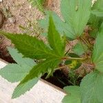 Hibiscus sabdariffa Leaf