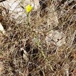 Lactuca viminea Celota