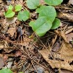 Epigaea repens Leaf