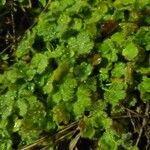 Sibthorpia europaea Leaf