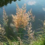 Agrostis capillaris Flower