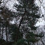 Pinus wallichiana Облик