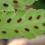 Gymnocarpium oyamense Leaf