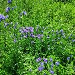 Echium plantagineumFlower