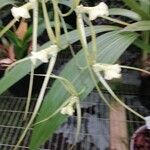 Brassia verrucosa Кветка