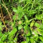 Knautia integrifolia Floare