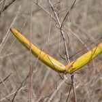 Strophanthus sarmentosus Fruit