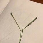 Paspalum distichum Flower