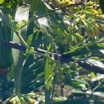 Solanecio angulatus Outro