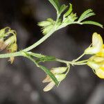 Medicago prostrata फूल