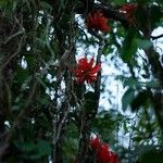 Erythrina variegata Blomma