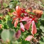 Pelargonium acetosum Flower