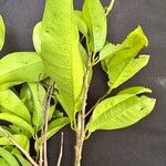 Ficus pertusa Blad