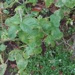 Mentha × rotundifolia Liść